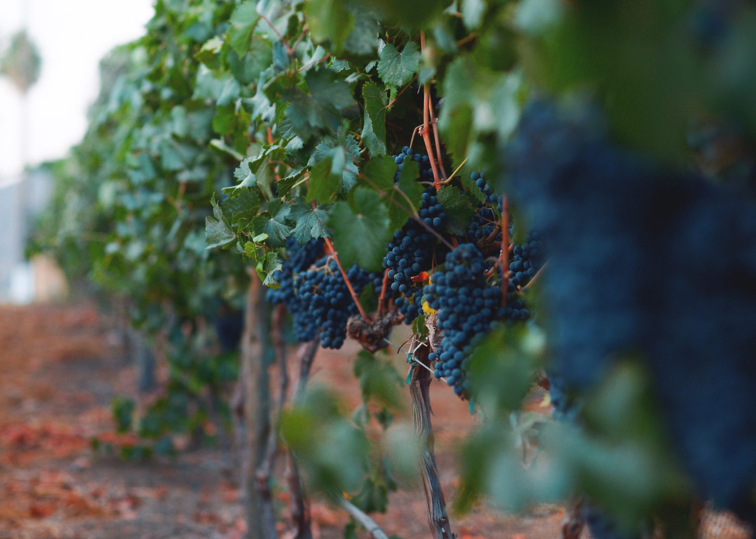 Viñedos